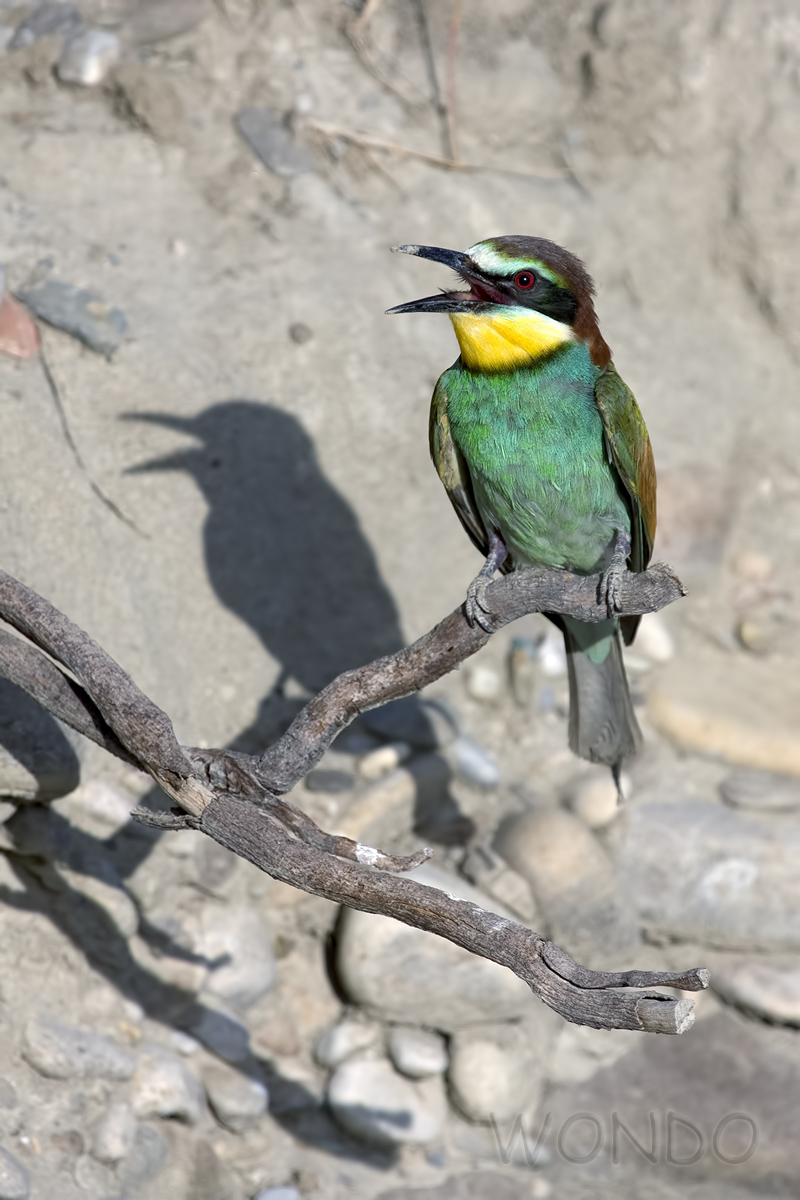 shadow of bee-eater
