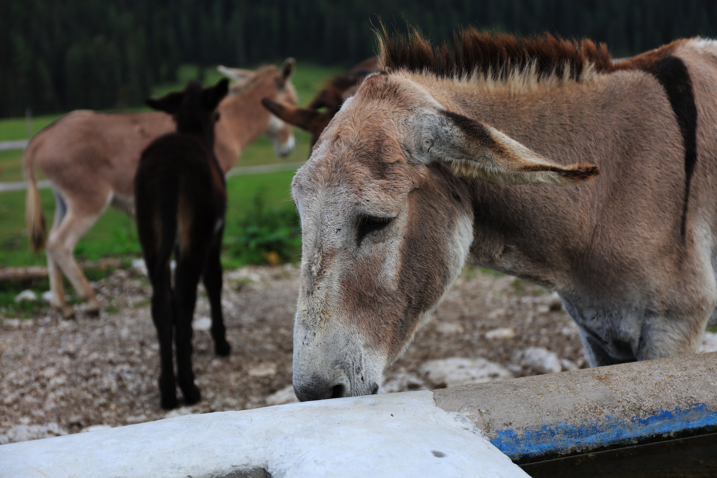 Gli asini... di Misurina