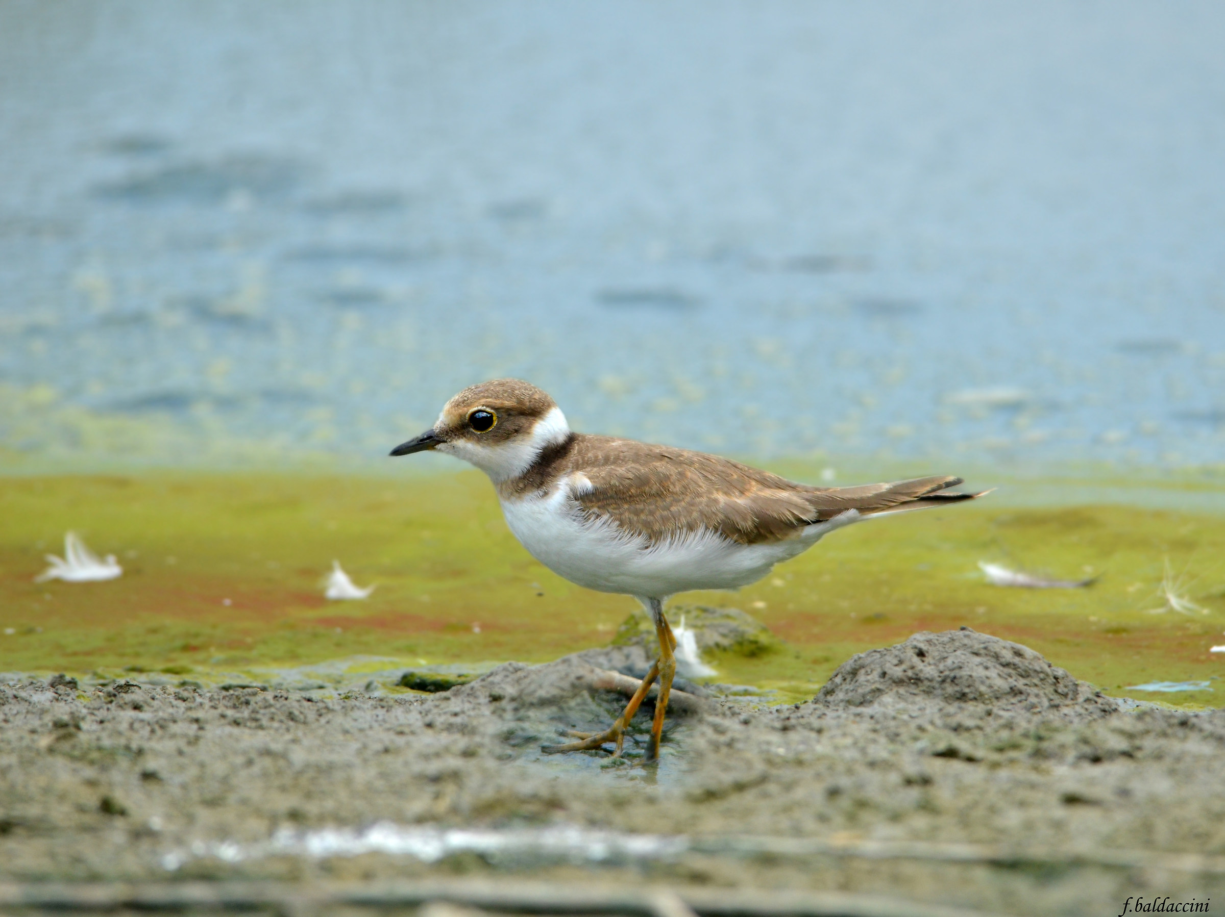 little ringed plover