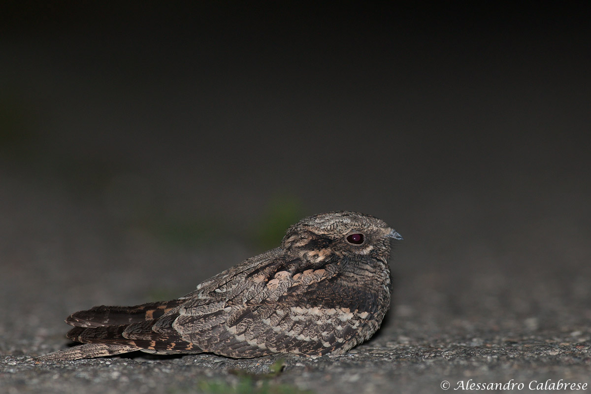 Nightjar