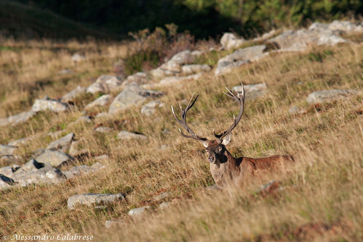Cervo in meditazione