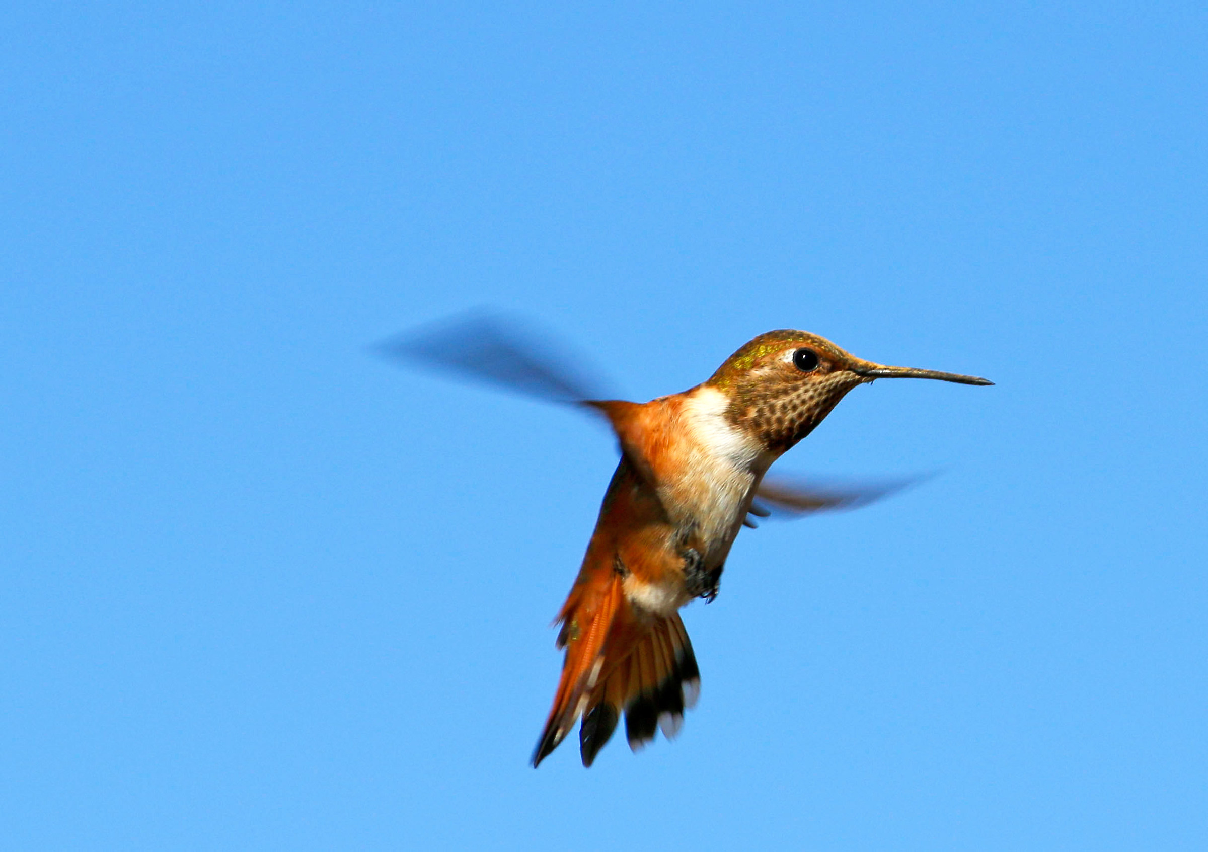 My first hummingbird