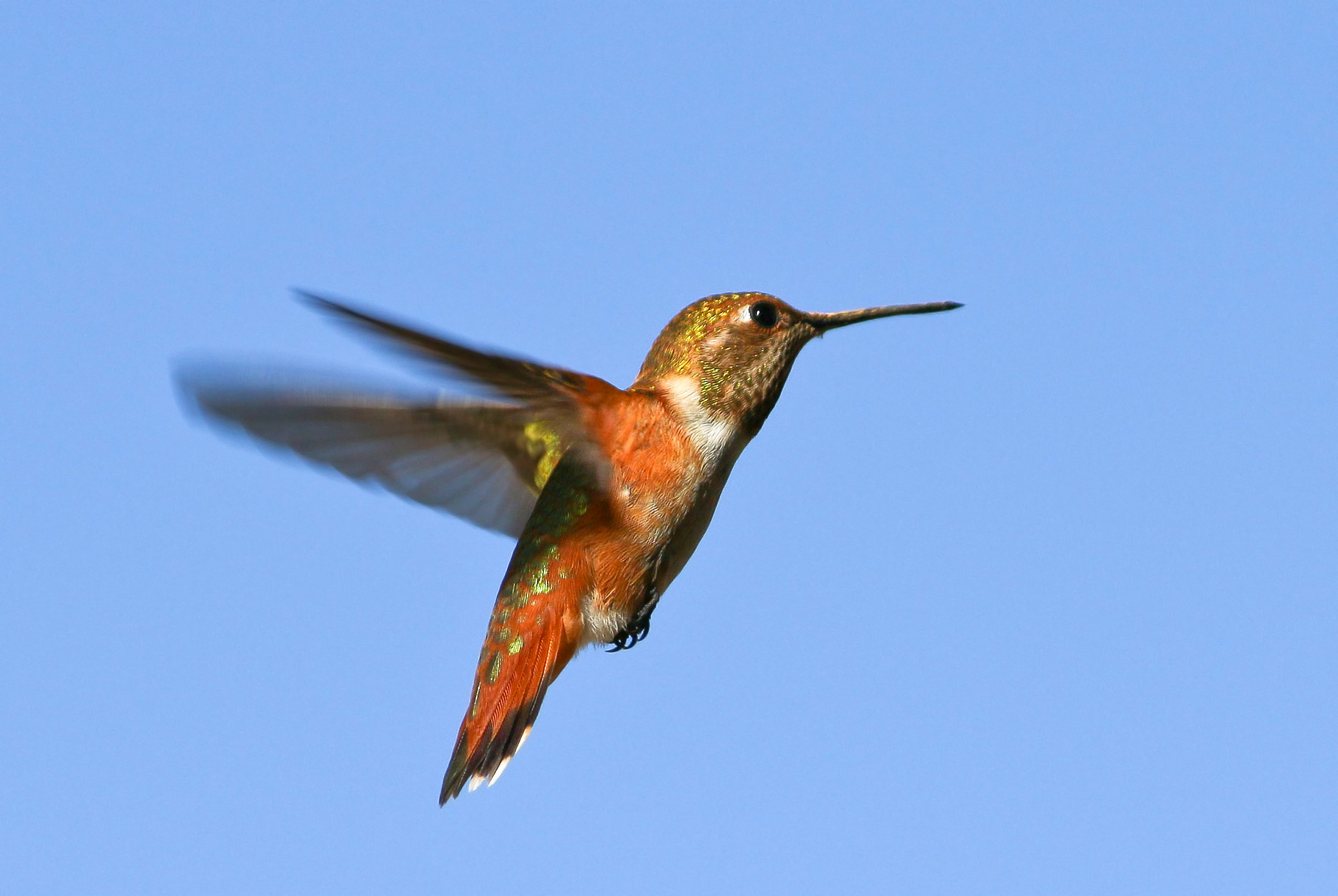 Il mio primo colibrì