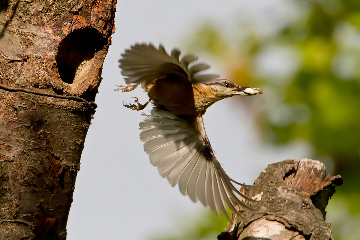 Picchio muratore al volo