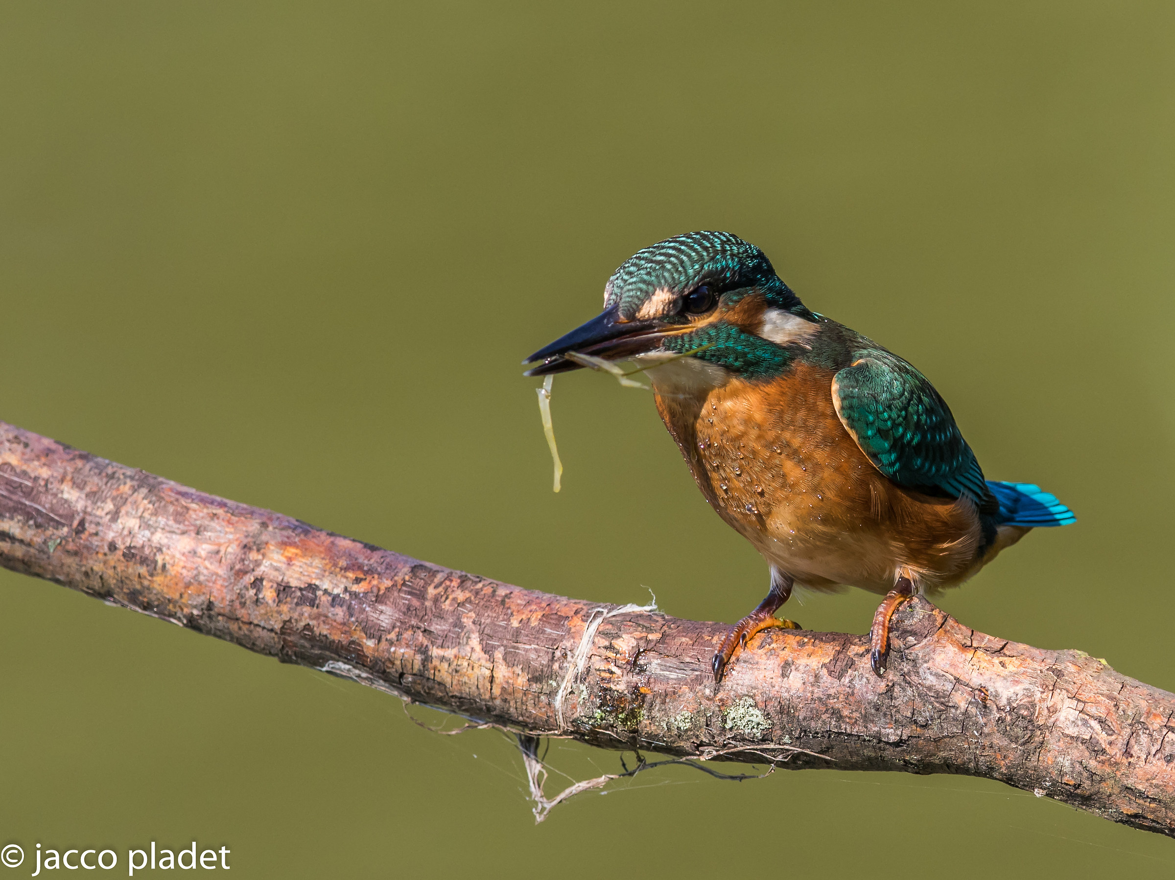 Martin pescatore con larve