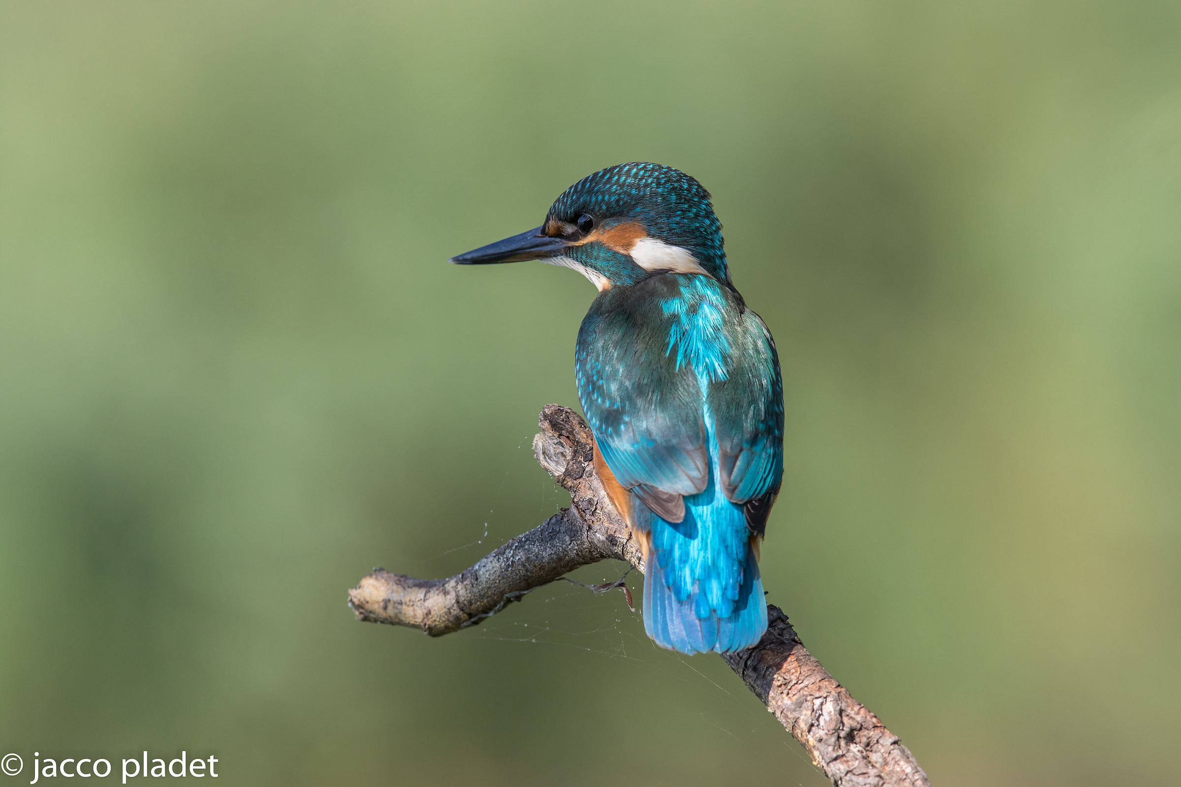 martin pescatore pastello