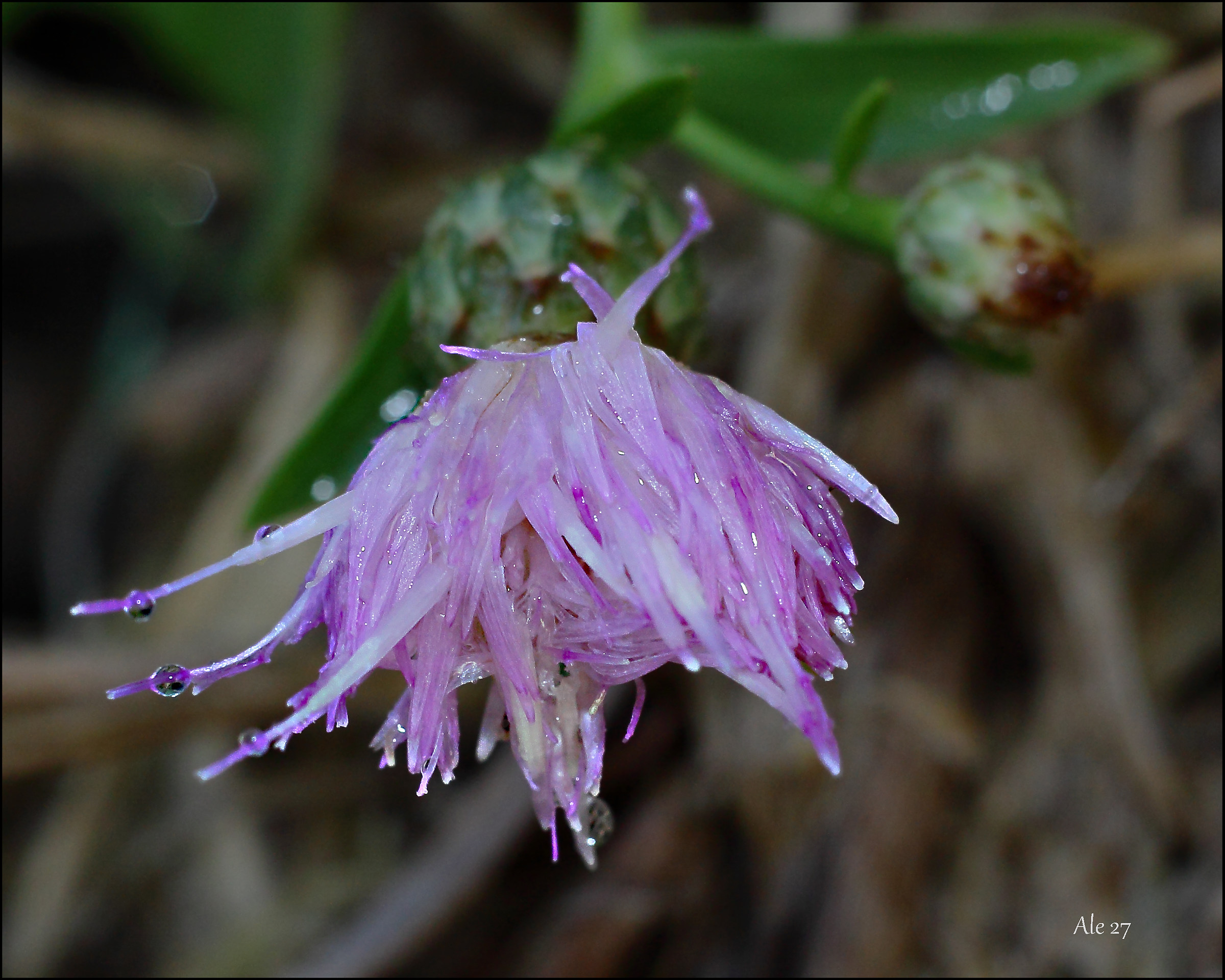 ... After the rain .... (G. Rodari)