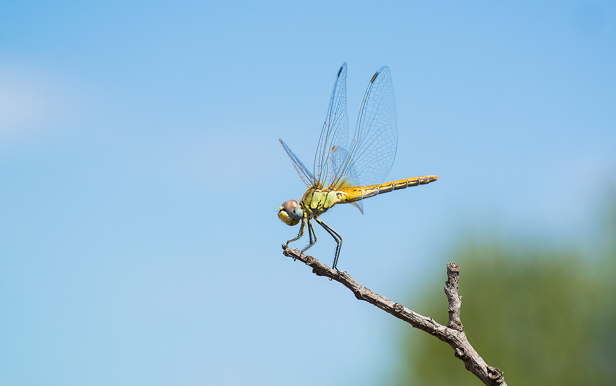 Dragonfly #1