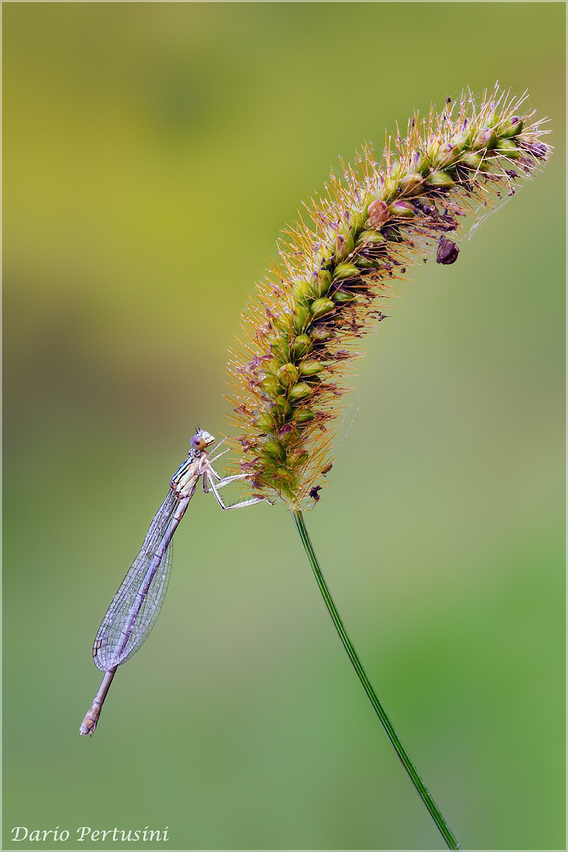 The maid and the ear