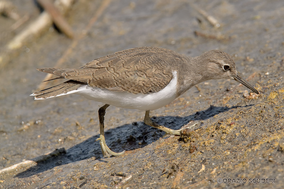 Wood Sandpiper (Tringa glareola)