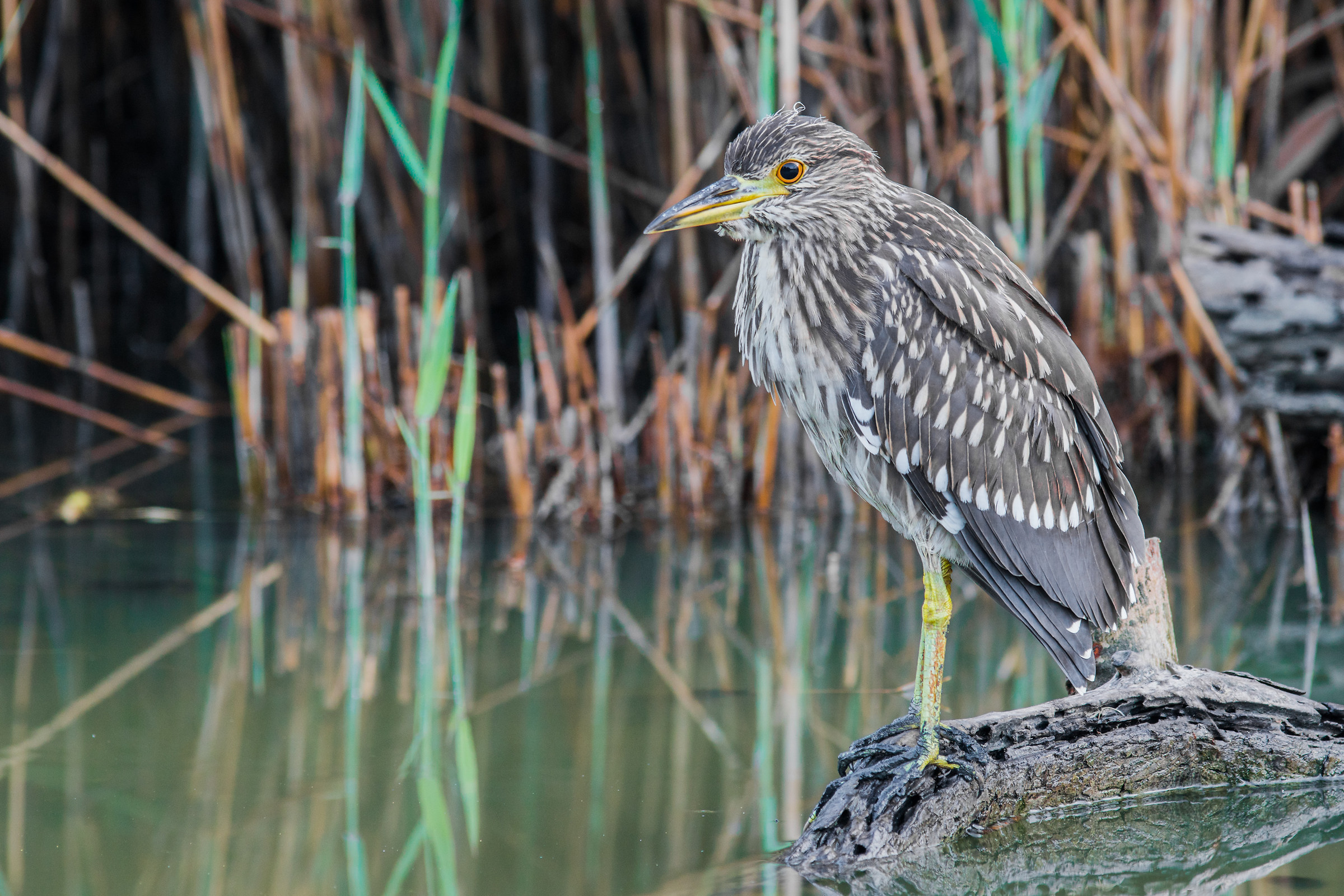 young night heron