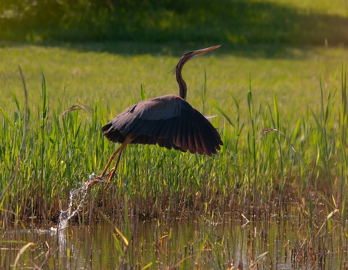 Purple Heron