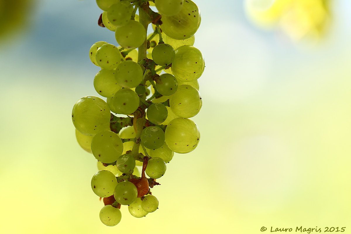e' tempo di vendemmia