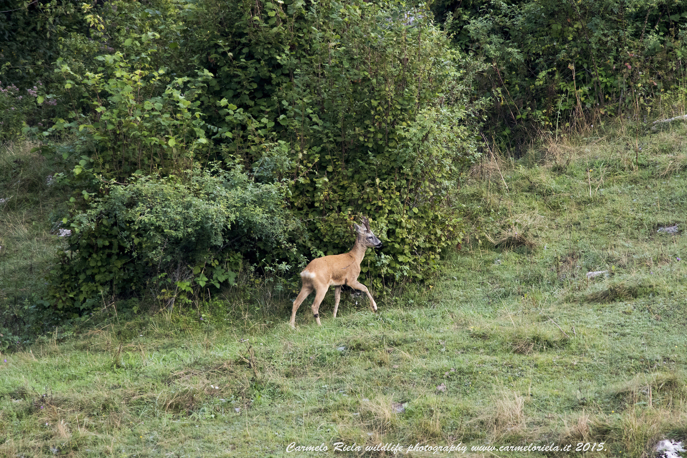 Capriolo (Capreolus Capreolus)Linneo 1758.