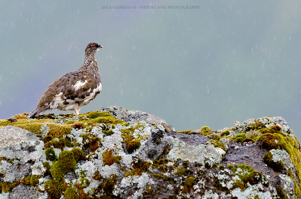 Ptarmigan - Rock ptarmigan