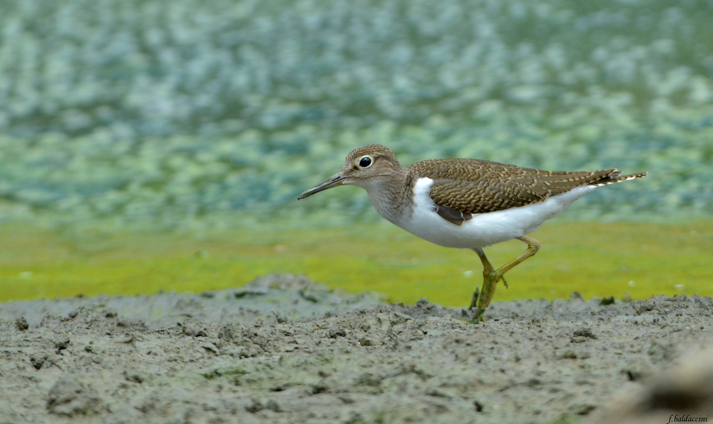 sandpiper
