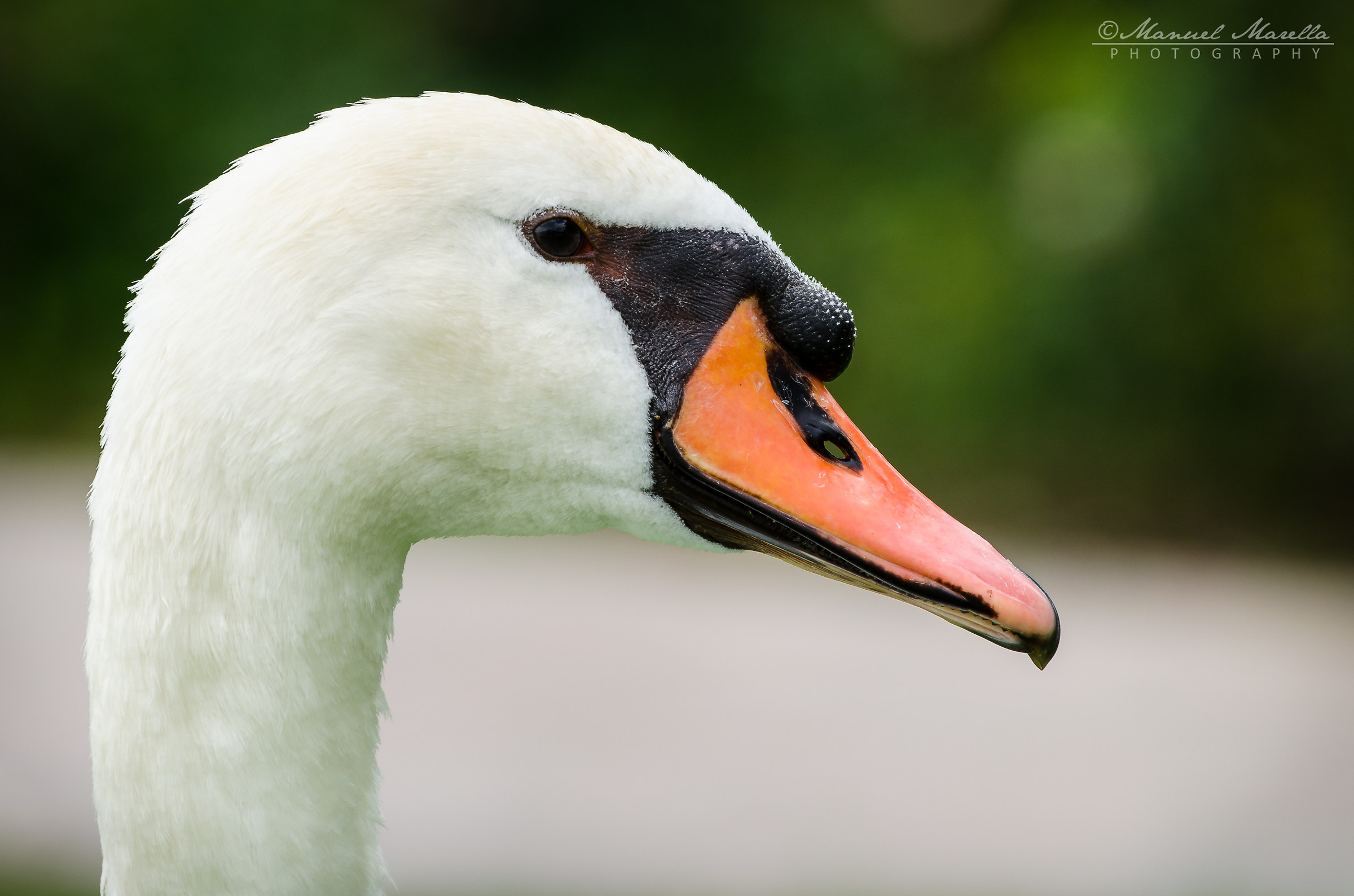 Cygnus olor - Portrait