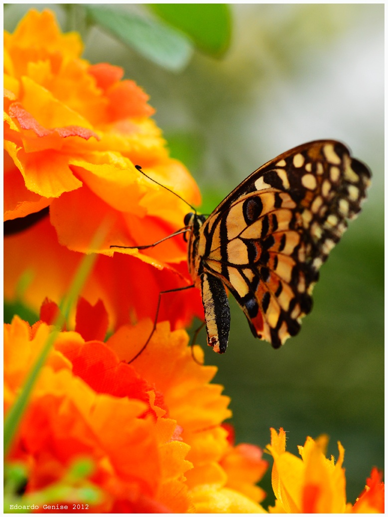 Papilio Machaon Hudsonianus