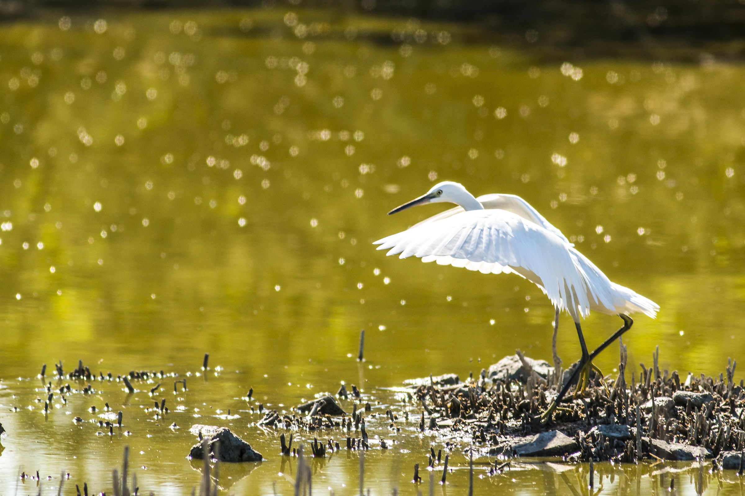 Egret departing