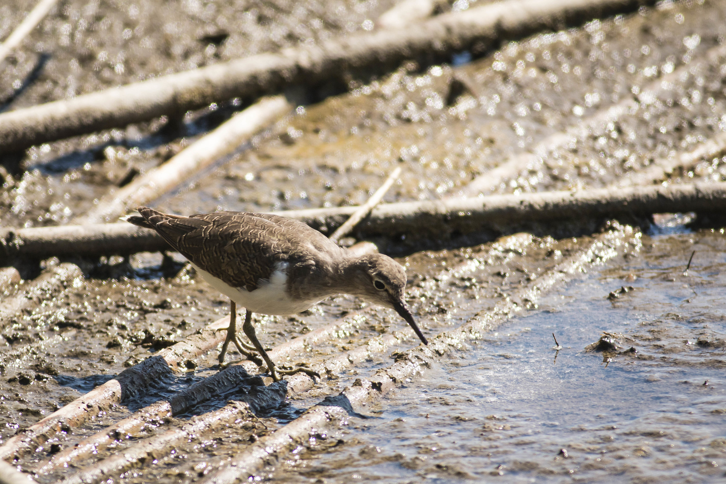 Sandpiper