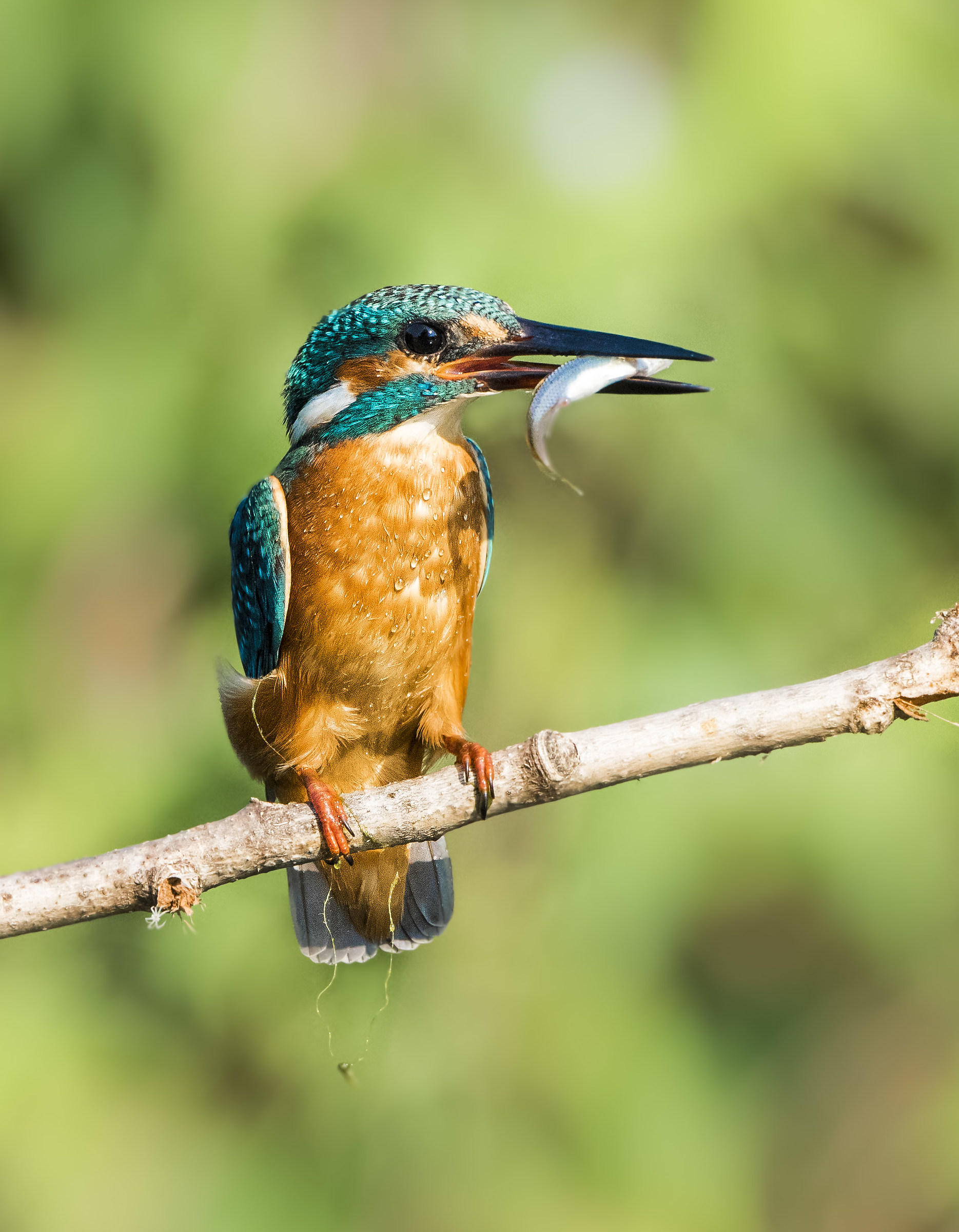 Martino con pesciolino