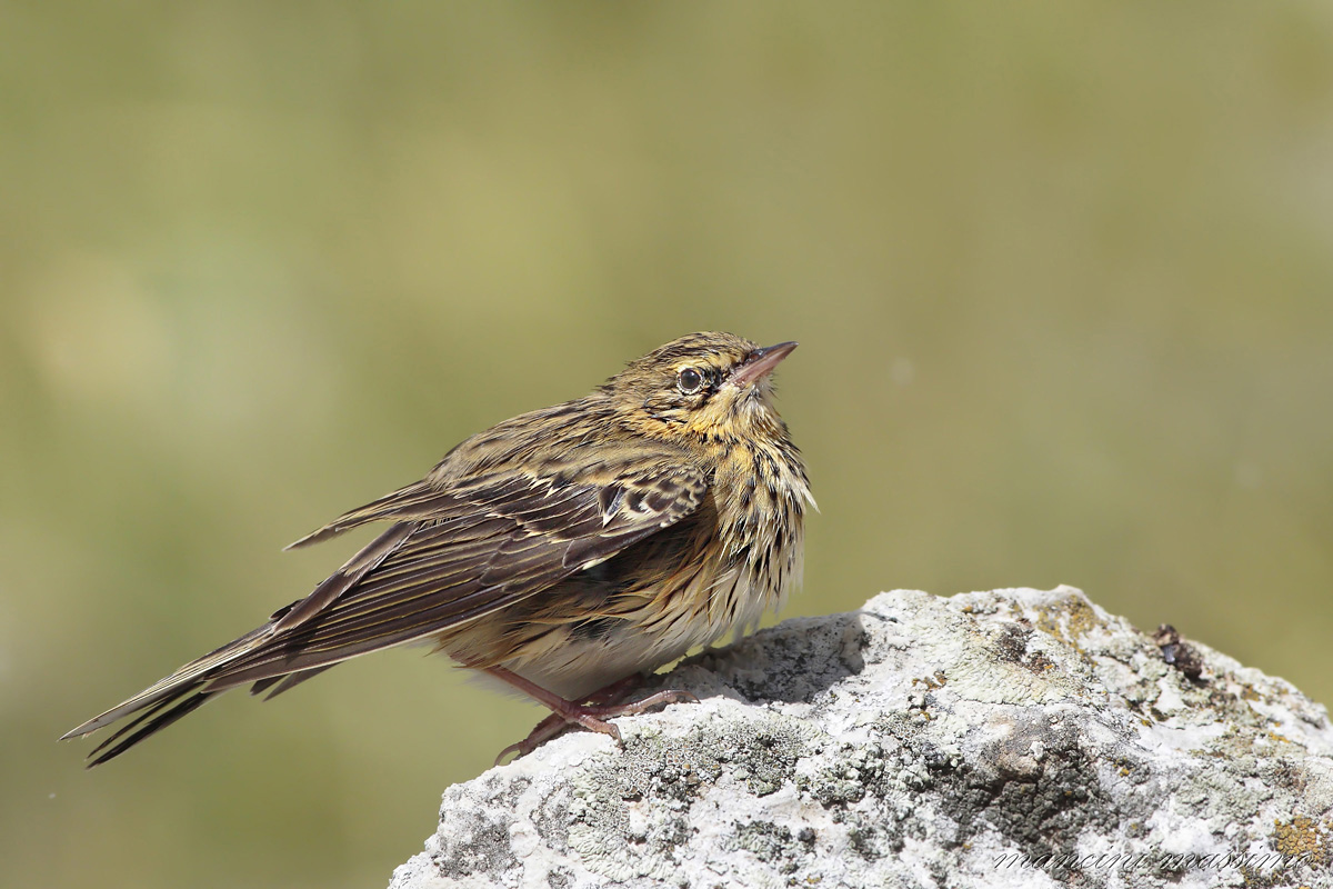 Tree Pipit (Anthus trivialis)