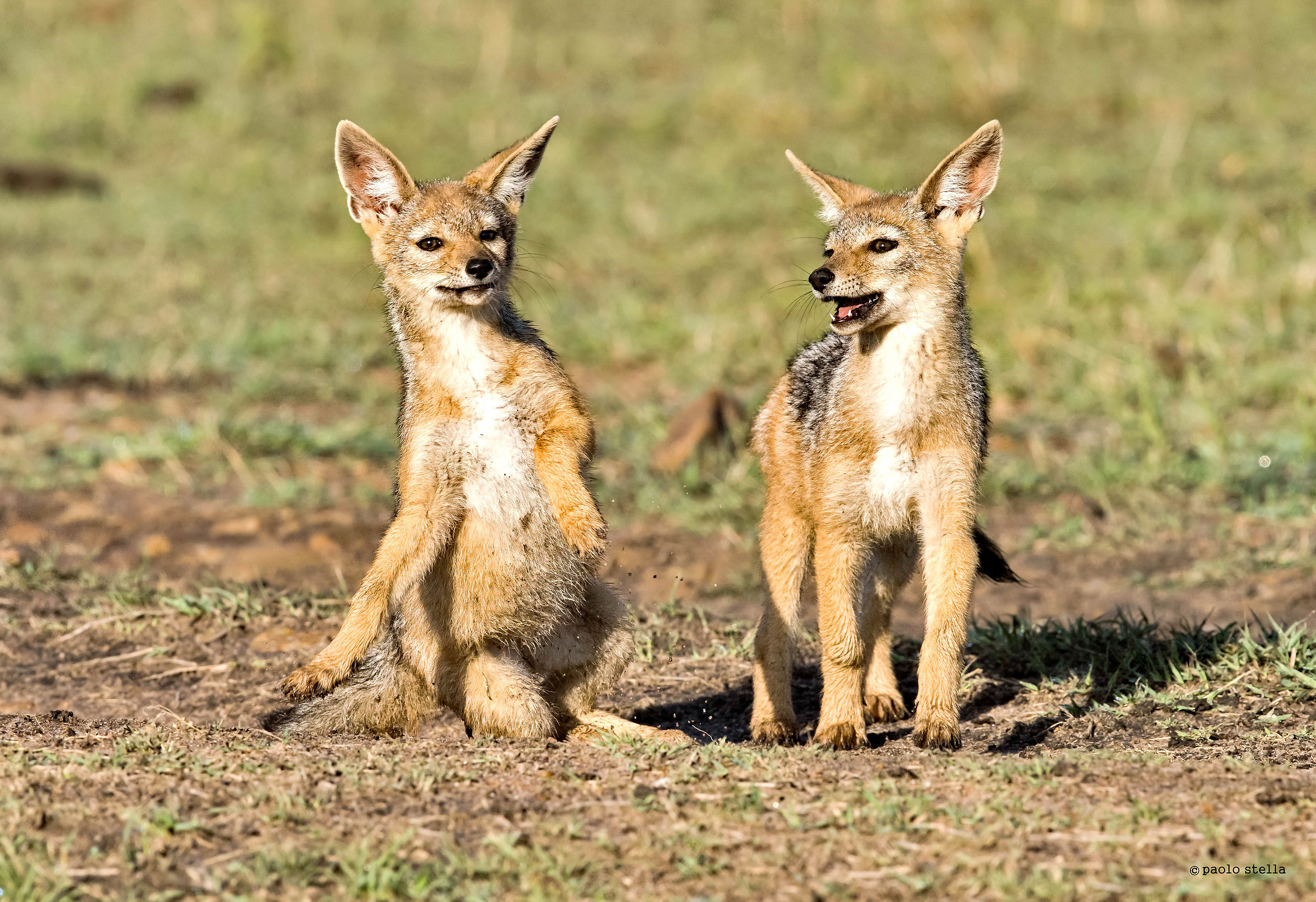 us guys - golden jackals