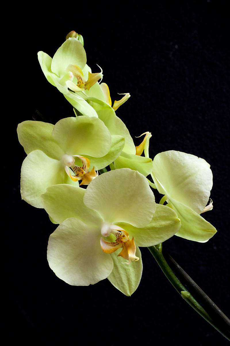 Orchidea 1