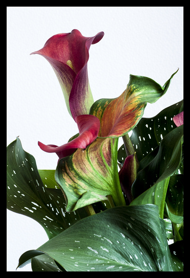 Calla 1