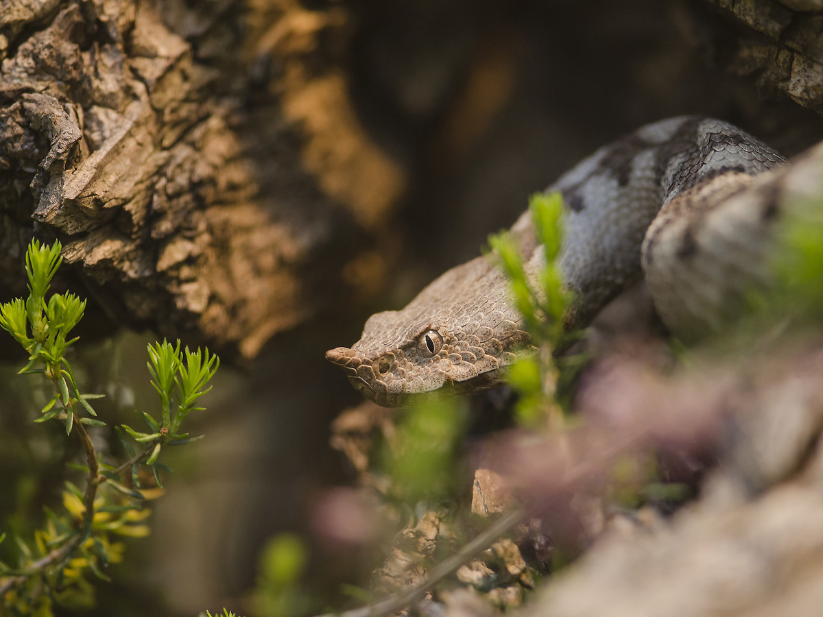 Horned viper