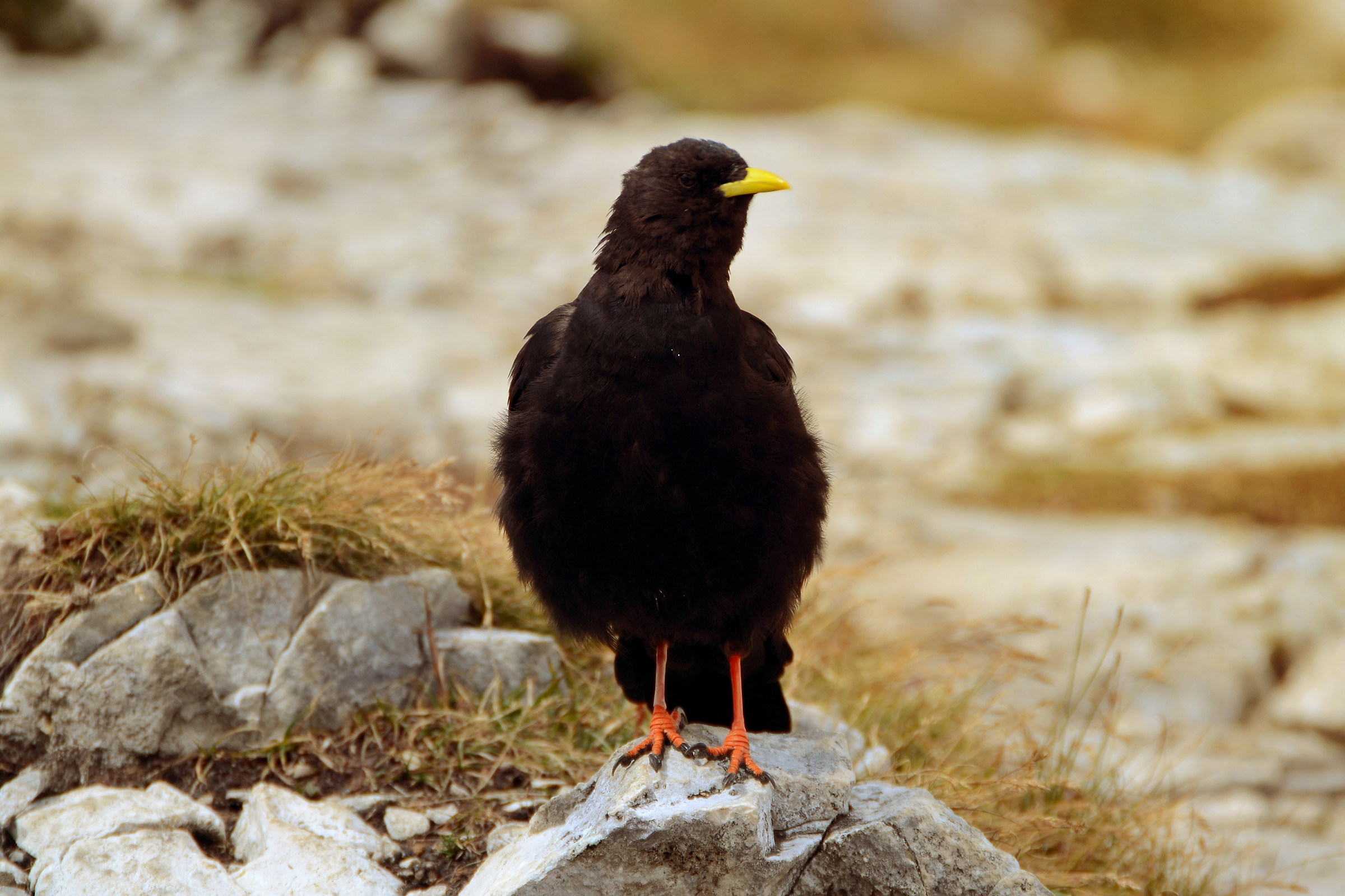 Alpine chough