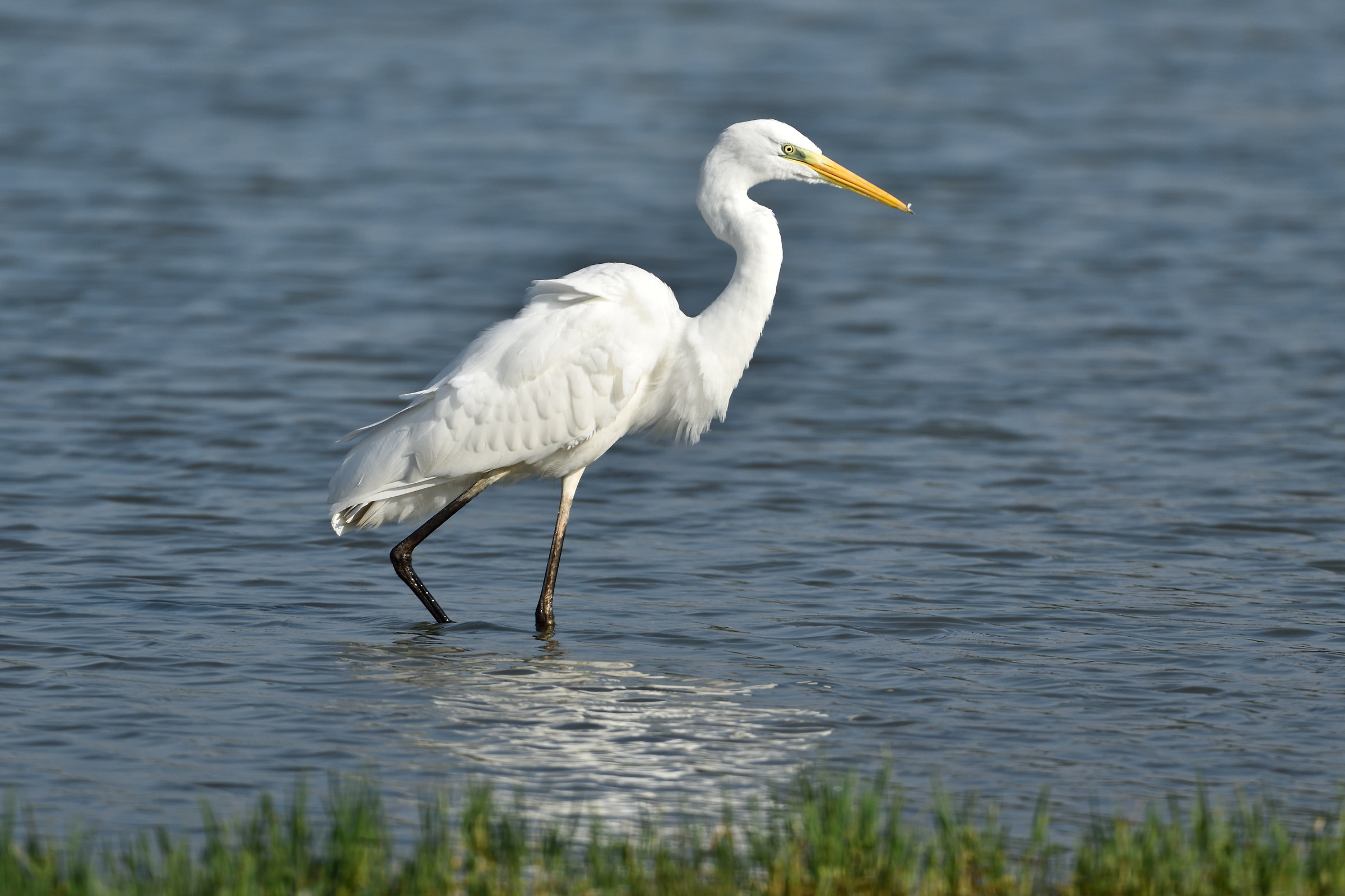 Airone bianco maggiore
