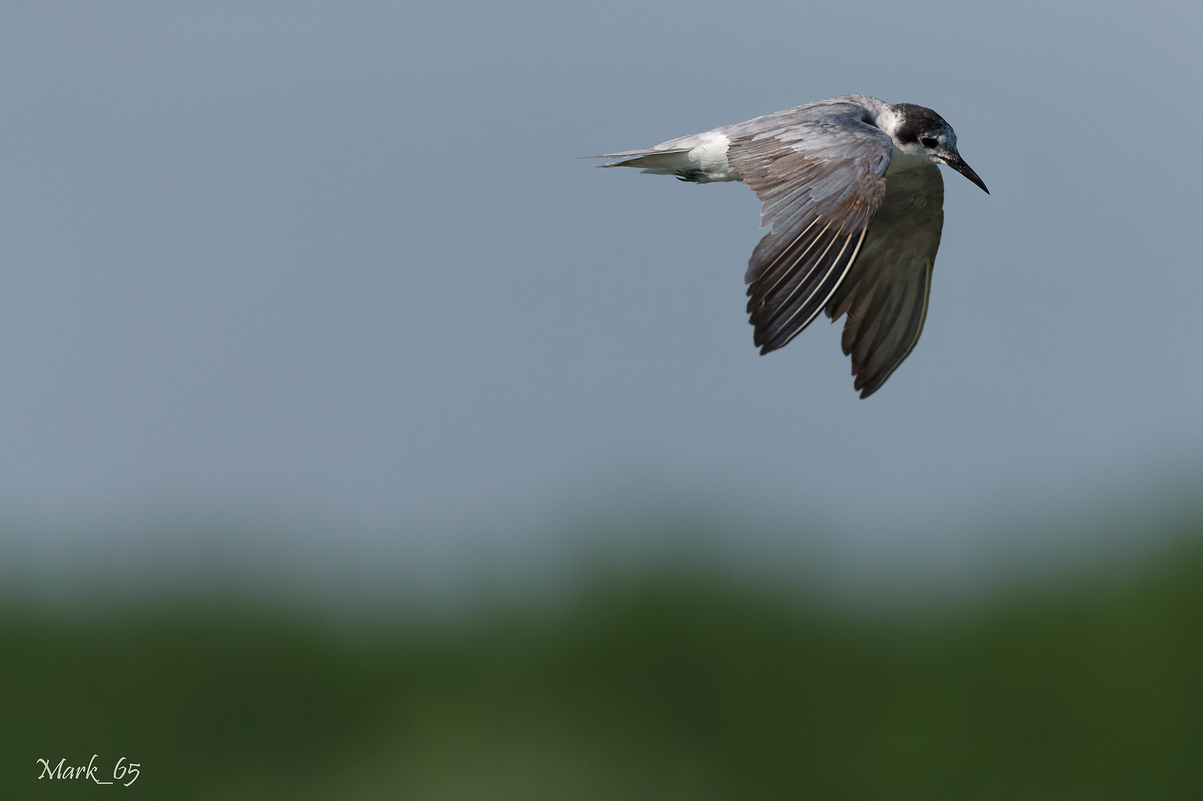 Black Tern
