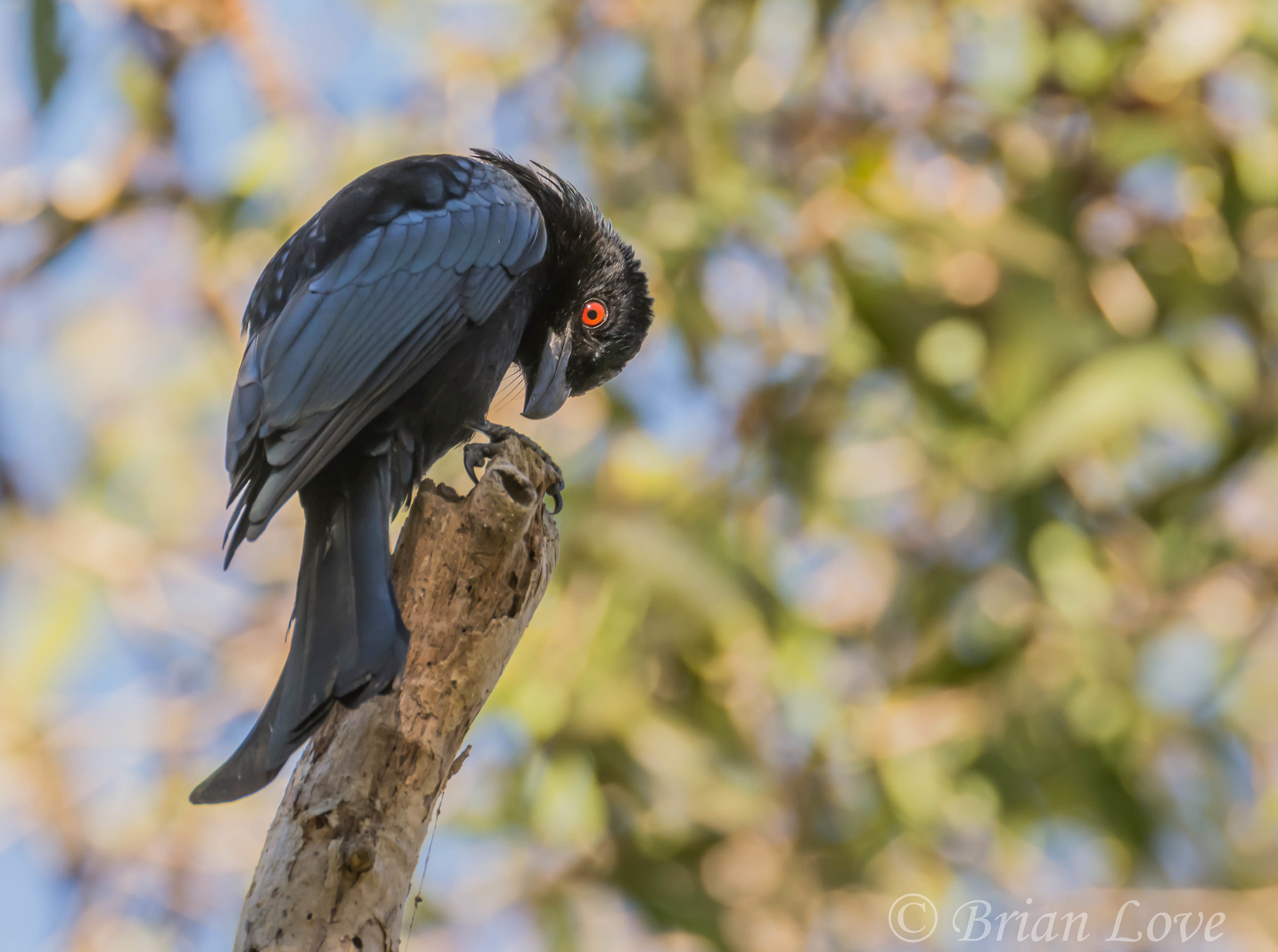 I spy with my red eye - Spangled Drongo