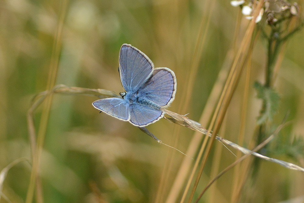 Lycaeides argyrognomon maschio