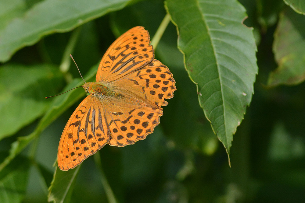 Argynnis paphia