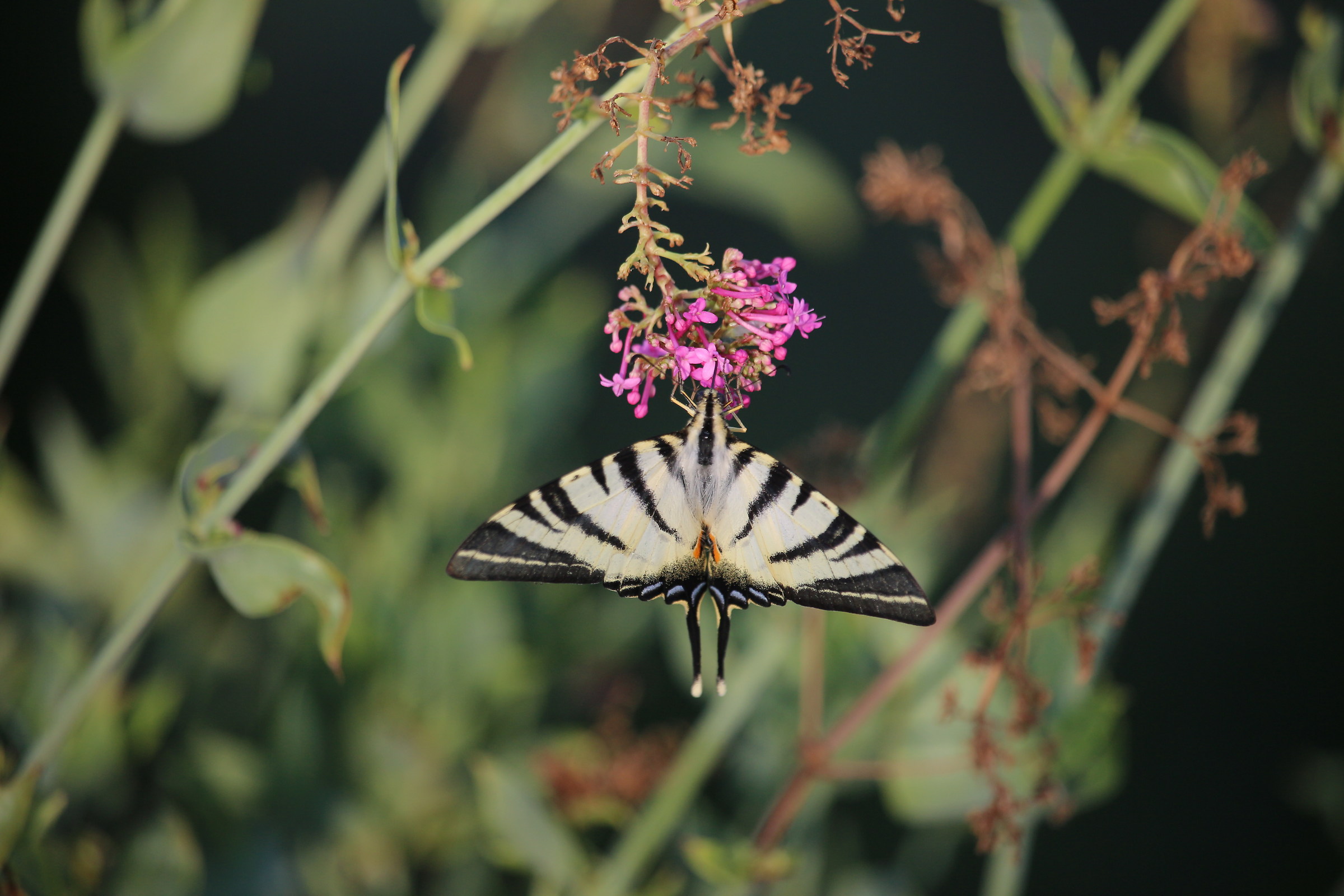 Farfalla Podalirio - Iphiclides podalirius
