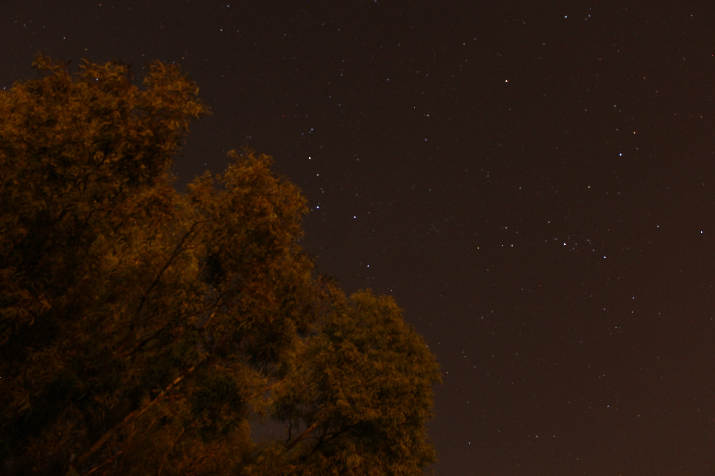 cassiopea, nn ti nascondere