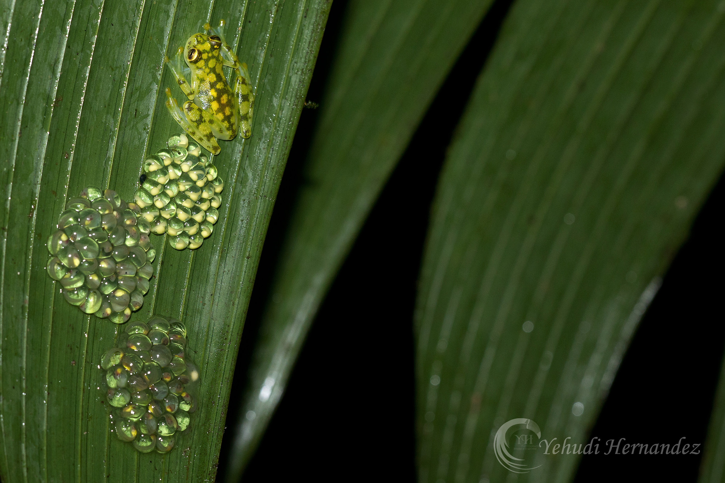 Male Glass frog