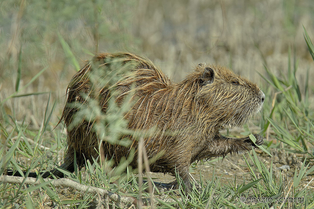 Myocastor coypus
