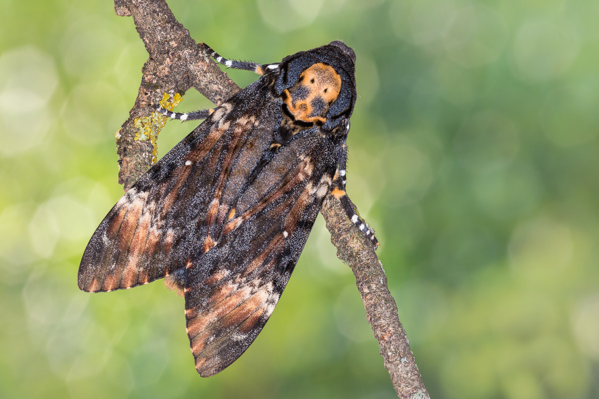 Sphinx head dead ...