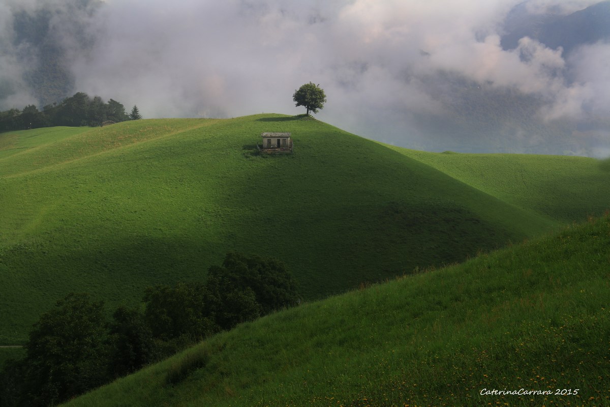 The tree on the hill.