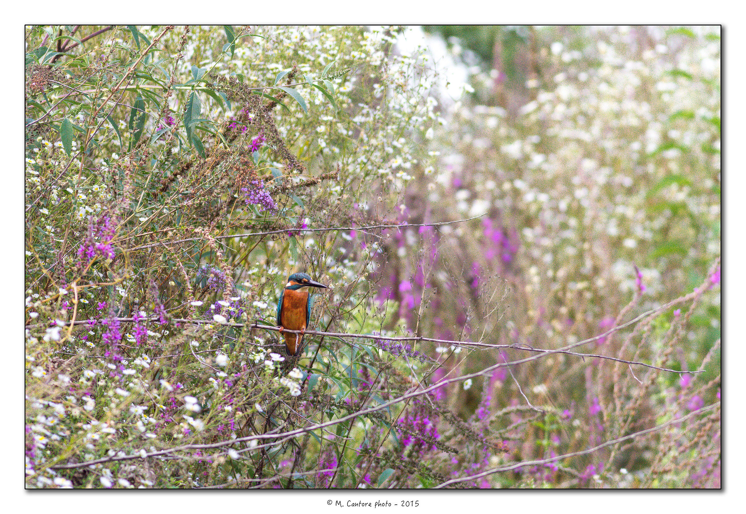 Martin Pescatore ambientato
