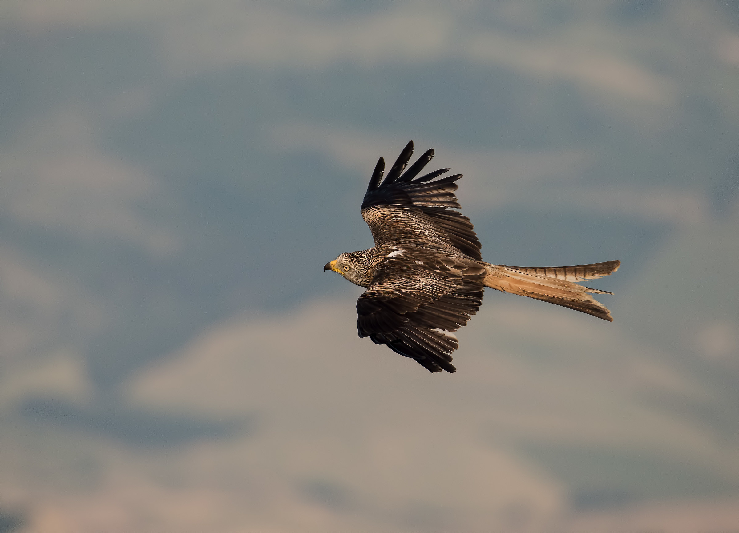 IL solitario. Nibbio reale