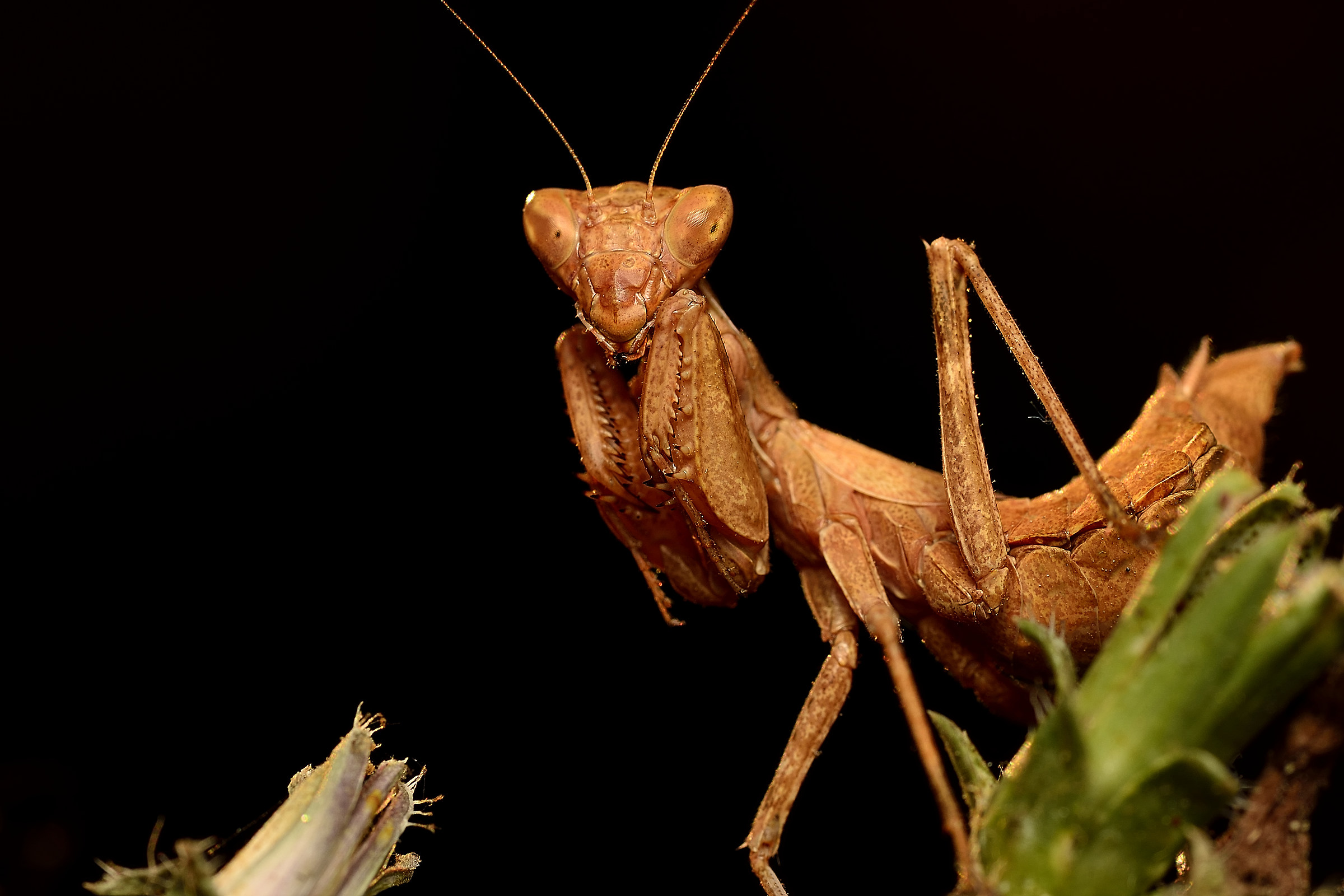 Amantide sulle difensive...!!!