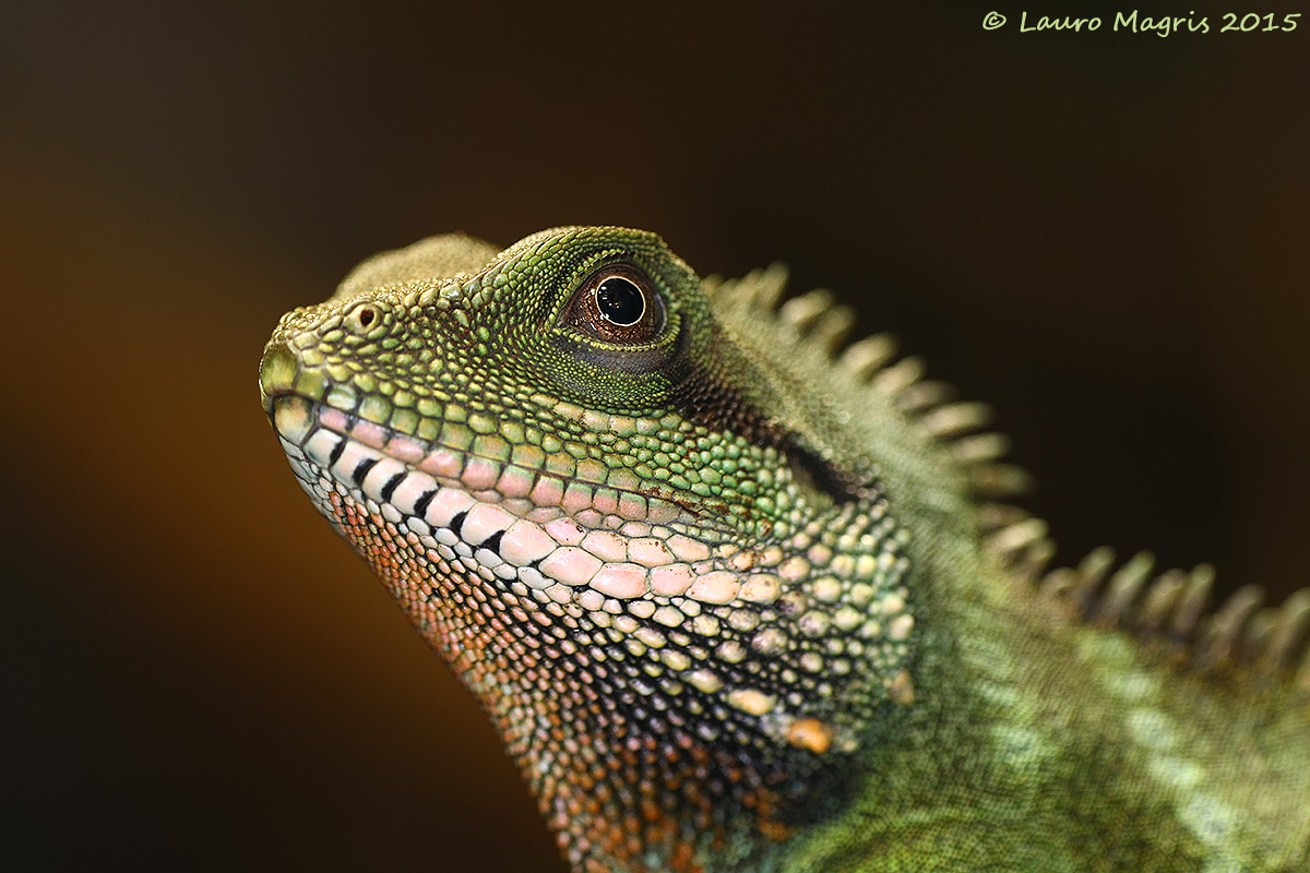 Il dragone d'acqua  in posa