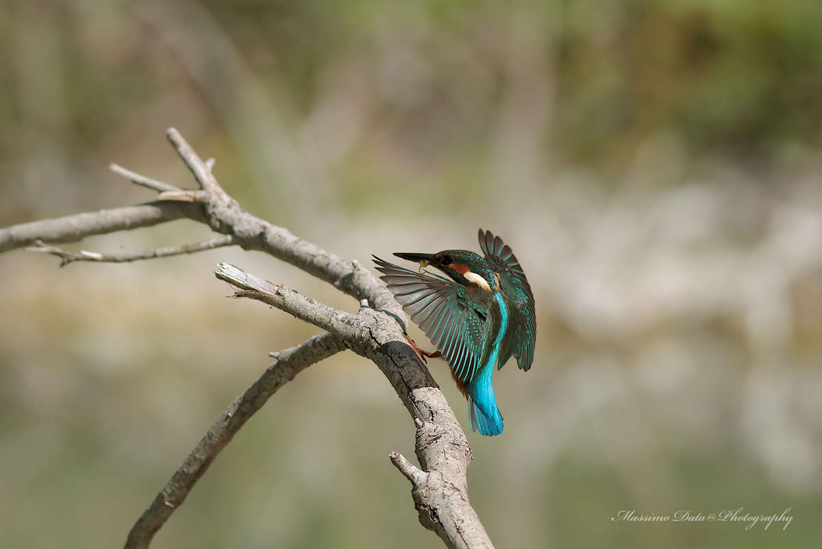 Martino in atterraggio