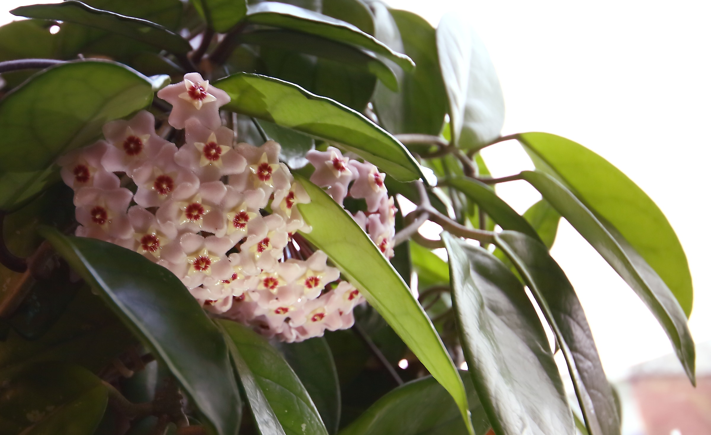Hoya carnosa detto "fiore di cera"