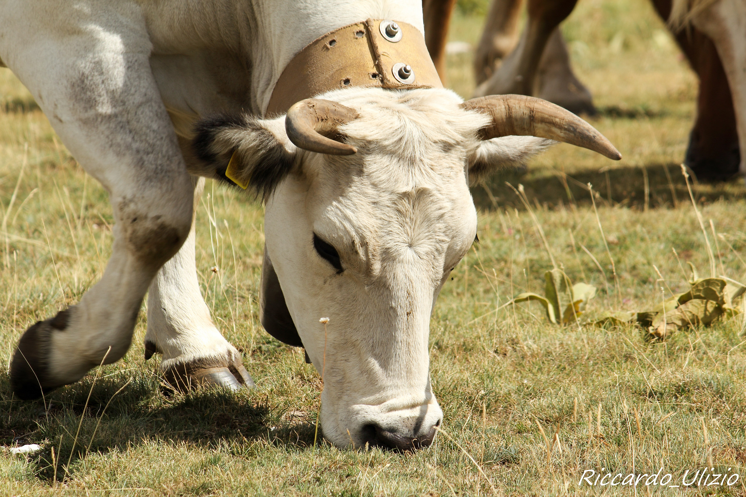 Cows Grazing ... Gran Sasso of Italy