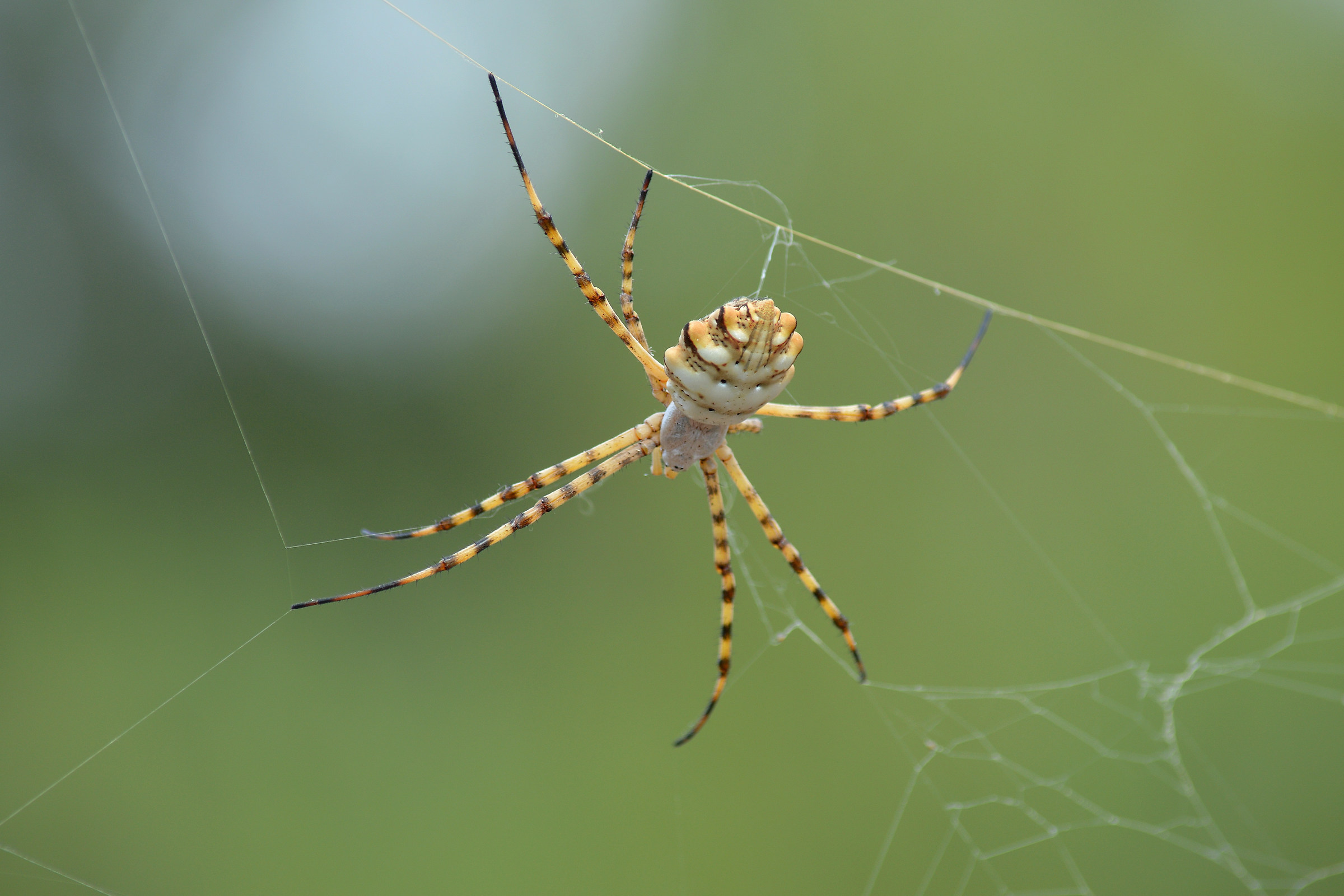 Argiope lobata